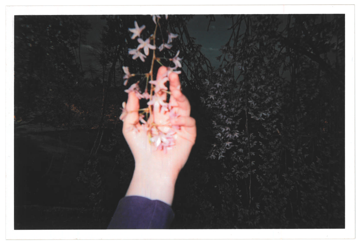 a blurry photo of a hand gently holding some low-hanging cherry
      blossoms. it's dark except where the flash has illuminated the hand, the
      flowers, and a few more blossoms in the background.